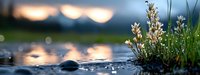 Serene lakeside scene with wildflowers and smooth stones at golden hour, peaceful water reflection creating tranquil natural landscape for meditation and relaxation.