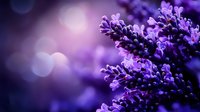 Purple lavender flowers in soft focus against blurred bokeh background, creating dreamy romantic atmosphere for wellness and spa designs.