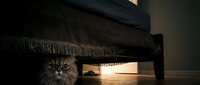 Fluffy gray tabby cat hiding under dark sofa with sunlight streaming through window behind furniture, creating cozy indoor pet scene.
