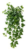 Lush cascading ivy plant with heart-shaped green leaves isolated on white background, suitable for interior design, botanical graphics, and decorative projects.