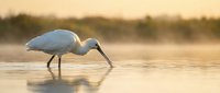 White egret bird fishing in calm water during golden hour sunset with soft warm lighting and peaceful natural wetland habitat reflection.