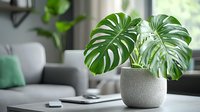 Monstera deliciosa plant with large split leaves in modern gray ceramic pot on desk with laptop and smartphone, creating minimalist home office atmosphere.