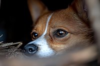 Adorable red and white corgi dog resting with soulful brown eyes looking directly at camera, showcasing loyal canine companion expression and fluffy fur texture.