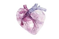 Watercolor anatomical heart in soft purple and pink tones showing detailed arterial system and organic texture on white background, suitable for medical illustration.