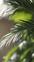 Soft focus palm leaves creating natural bokeh effect with sunlight filtering through fronds, bringing tropical atmosphere for wellness and spa designs.