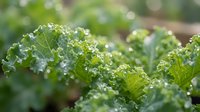 Fresh green kale leaves with morning dew drops in organic garden. Healthy leafy vegetables for nutrition and wellness concepts.