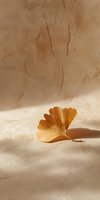 Dried ginkgo leaf with golden hue resting on textured beige surface, casting soft shadow in natural sunlight for botanical and wellness design projects.