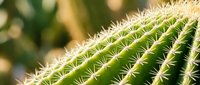 Close-up of green barrel cactus with sharp white spines in natural sunlight, showcasing desert plant texture and geometric patterns for botanical design.