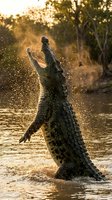 Powerful crocodile jumping out of water with dramatic splash at golden hour sunset creating spectacular wildlife action scene with warm backlighting and water droplets.