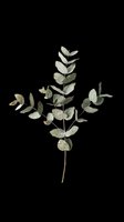 Watercolor eucalyptus branch with multiple stems and oval leaves in muted green tones, isolated on transparent background. Ready for t-shirts, stickers, clipart, and print-on-demand designs.