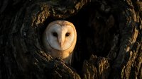 Barn owl peering from tree hollow at golden hour with warm sunlight illuminating white facial disc and orange-brown plumage against dark bark texture.