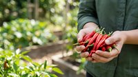 Farmer holding fresh red chili peppers in hands at garden, harvesting organic hot peppers for cooking and culinary use.