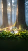 Crystal sphere resting on moss in enchanted forest with sunbeams filtering through trees creating magical atmosphere for meditation and mindfulness concepts.