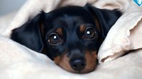 Close up portrait of dachshund puppy peeking from under white blanket, showing expressive eyes and black and tan coloring. Sweet sleepy pet moment.