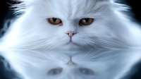Close up portrait of white Persian cat with amber eyes and long fluffy fur reflected in mirror surface, creating mystical symmetrical composition on dark background.