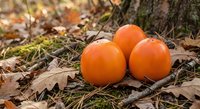 Three bright orange pumpkins nestled among autumn leaves and moss at base of tree trunk, seasonal harvest decoration for fall holidays and thanksgiving.