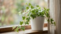 Potted trailing ivy plant with lush green foliage cascading from white ceramic container on windowsill, ideal for home decor and interior design projects.