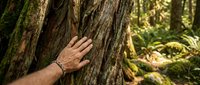 Hand touching ancient tree bark in lush green forest, symbolizing connection with nature, environmental awareness, and conservation efforts.