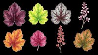 Watercolor heuchera leaves and flower spikes in autumn tones, isolated on transparent background, ready for clipart, stickers, t-shirt design, sublimation, and print on demand.