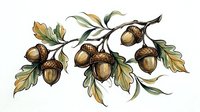 Botanical illustration of oak acorns with leaves on branches, rendered in watercolor style with detailed natural shading and autumn tones, suitable for educational materials, nature designs, and seasonal publications.