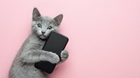 Gray cat holding smartphone on pink background, isolated for design use on merchandise, marketing materials, and digital content.