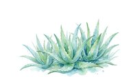 Watercolor agave plant with soft green and blue tones, isolated on white background. Suitable for botanical illustrations, home decor, gardening designs, and nature-themed projects.