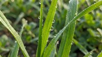 Morning dew drops cling to fresh green grass blades in natural sunlight, showcasing water droplets on vegetation for nature and environmental concepts.