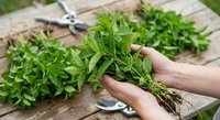 Fresh nettle leaves held in hands during harvest with garden shears on wooden table for herbal medicine and natural remedies preparation.