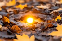 Glowing sunset light shining through fallen autumn maple leaves creating magical natural bokeh effect, seasonal nature background for fall themes and designs.