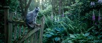 Gray cat perched on wooden fence in lush garden surrounded by green foliage and flowering plants, ideal for pet and nature content.