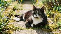 Adorable tabby and white cat relaxing on garden path surrounded by green plants and flowers. Domestic pet enjoying sunny outdoor environment.