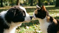 Black and white dog and brown white cat face to face outdoors in sunny garden setting, depicting friendship and interaction between pets.