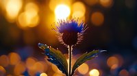 Purple thistle flower against golden sunset bokeh background with delicate petals and spiky leaves creating magical garden atmosphere at dusk.