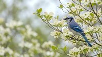 Blue jay perched on flowering dogwood branch in spring garden with soft bokeh background for nature and wildlife photography projects.