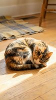 Tabby and white cat curled up sleeping on wooden floor in sunlight, domestic pet resting indoors.