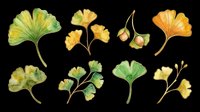 Watercolor ginkgo leaves and seeds collection, isolated on transparent background. Green, yellow, orange botanical clipart for t-shirt design, stickers, print on demand, sublimation.