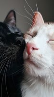 Close-up portrait of black and white cats touching noses, showing contrast and tender moment between feline companions, whiskers and facial features in sharp detail.