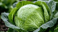 Fresh green cabbage head with textured leaves growing in garden soil, natural organic produce showing detailed leaf pattern and veining in bright sunlight.