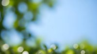 Natural green bokeh background with soft blurred leaves and bright sunlight creating dreamy out of focus effect for spring summer designs.