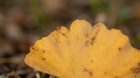 Golden yellow ginkgo leaf with natural aging spots and detailed texture against soft blurred autumn background for seasonal nature designs.