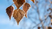 Frost-covered autumn birch leaves hanging on branch against blue sky background during winter morning creating seasonal nature scene.