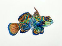 Colorful tropical fish with vibrant blue, orange, and yellow patterns isolated on white background, suitable for marine design, aquarium decor, and educational materials.