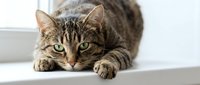 Adorable tabby cat with green eyes lying down on white surface, domestic pet animal portrait for home decor and lifestyle design projects.