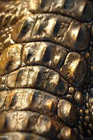 Close-up macro photograph of crocodile or alligator skin texture showing detailed natural scales pattern with golden sunlight reflection, perfect for luxury fashion design projects.