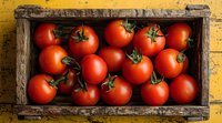 Fresh ripe red tomatoes with green stems in rustic wooden crate against yellow background, top view composition showing farm fresh organic produce.