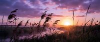 Sunset over wetland marsh with tall reeds swaying in breeze under dramatic purple and pink sky. Peaceful nature landscape for relaxation and meditation themes.