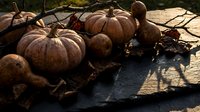 Autumn harvest display with orange pumpkins and colorful fall leaves on dark slate surface. Seasonal decoration for Halloween and Thanksgiving celebrations.