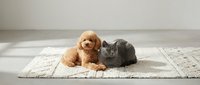 Adorable brown poodle puppy and gray kitten sitting together on woven rug in modern home interior, perfect for pet care and friendship concepts.