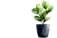Green plant with round leaves in black pot on white background, watercolor botanical illustration for home decor and greeting cards.