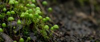 Fresh green moss sprouting from dark forest soil with tiny spherical capsules creating natural woodland ground cover texture for organic gardening concepts.
